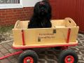 d-ferienhaus-strandflieder-bollerwagen-hund